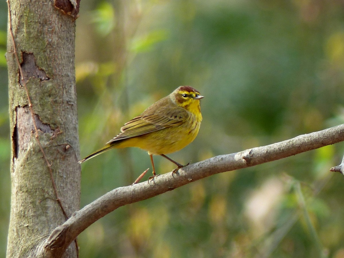 Palm Warbler - ML628276689