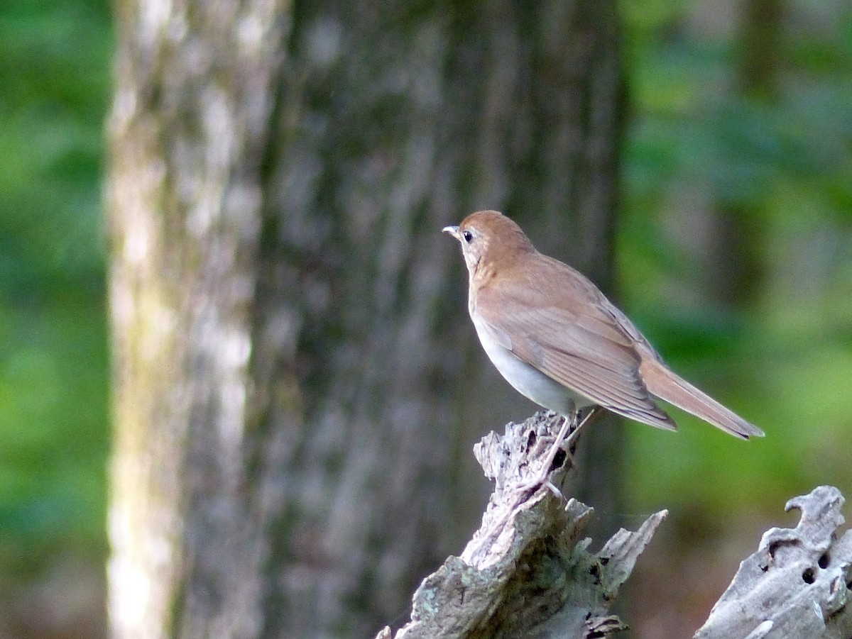 Veery - ML628276842