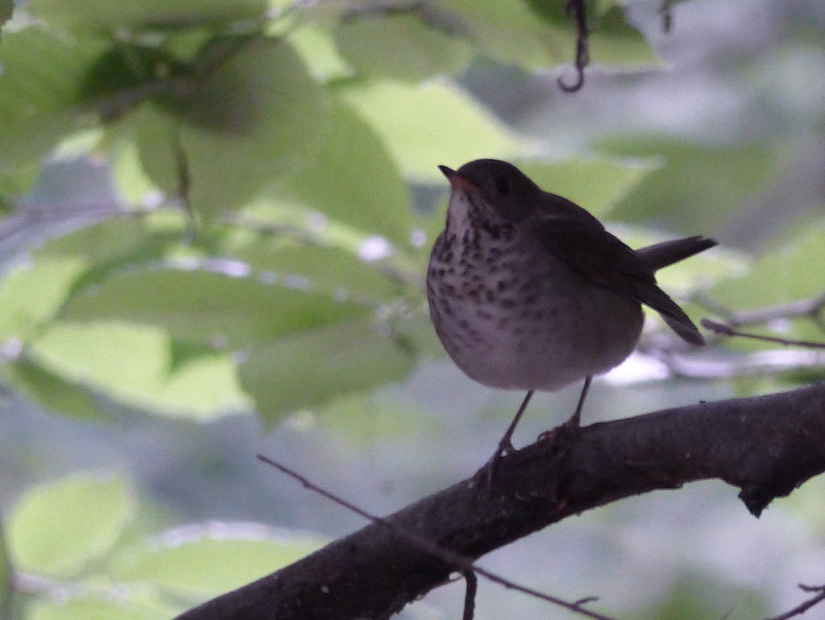Gray-cheeked Thrush - ML628276890