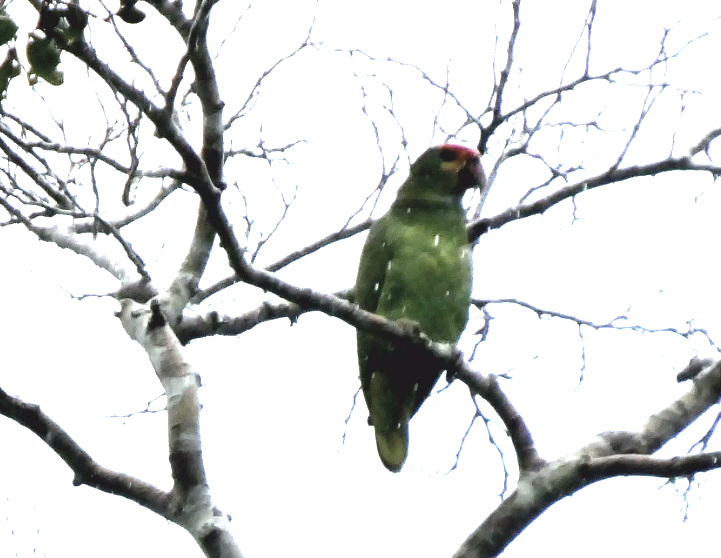 Red-browed Amazon - ML628276974