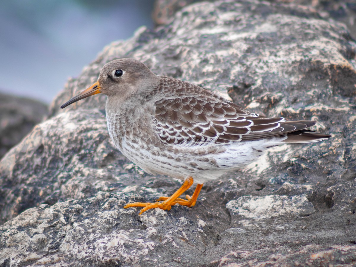 Purple Sandpiper - ML628277013