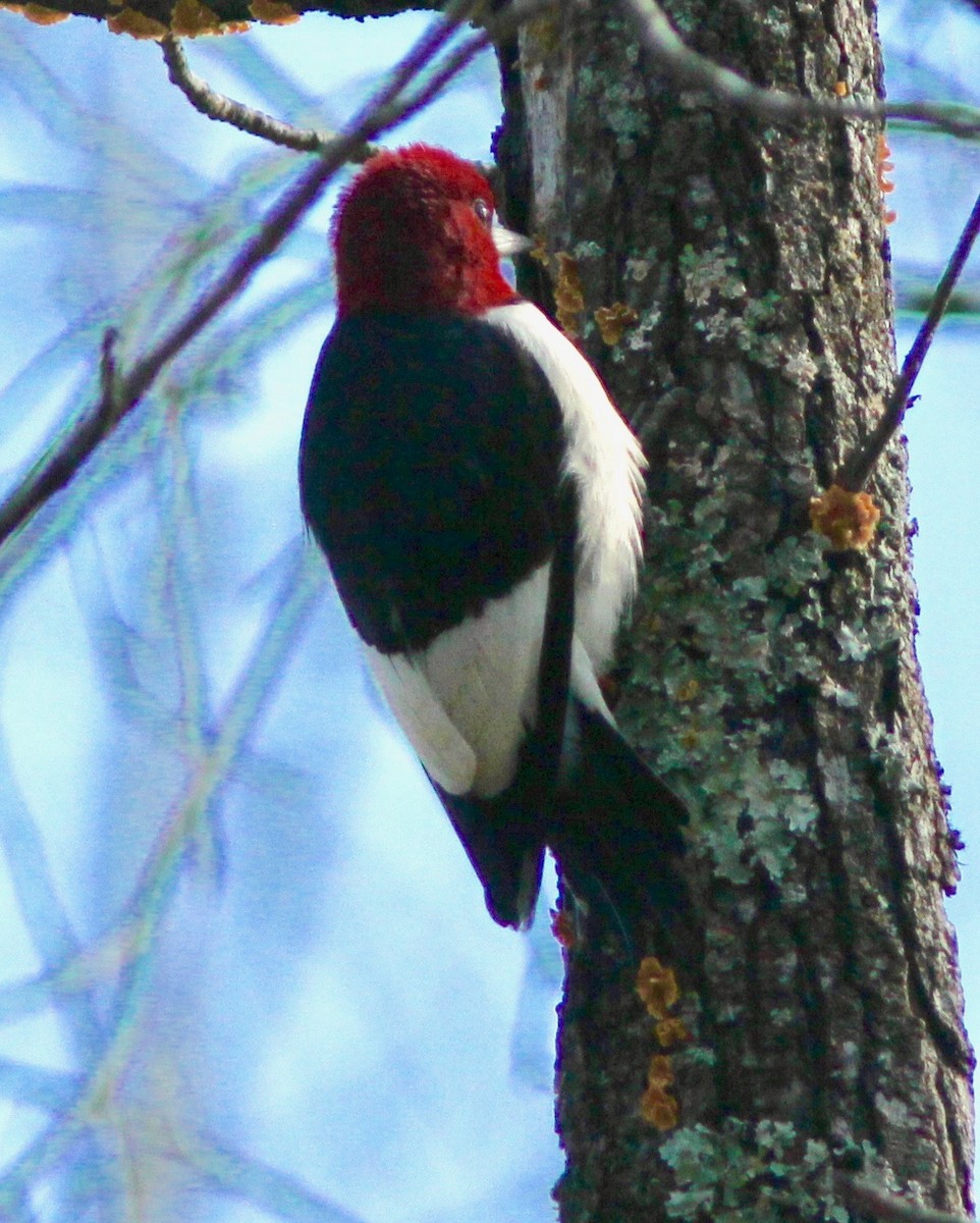 Red-headed Woodpecker - ML628277094