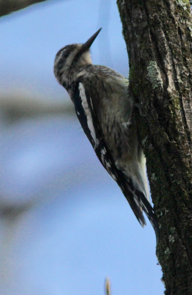 Yellow-bellied Sapsucker - ML628277125