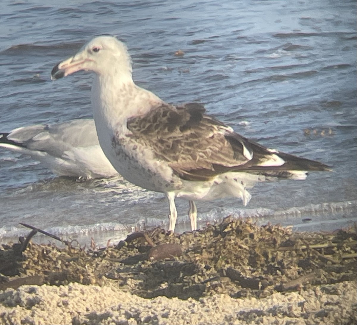Kelp Gull - ML628277132