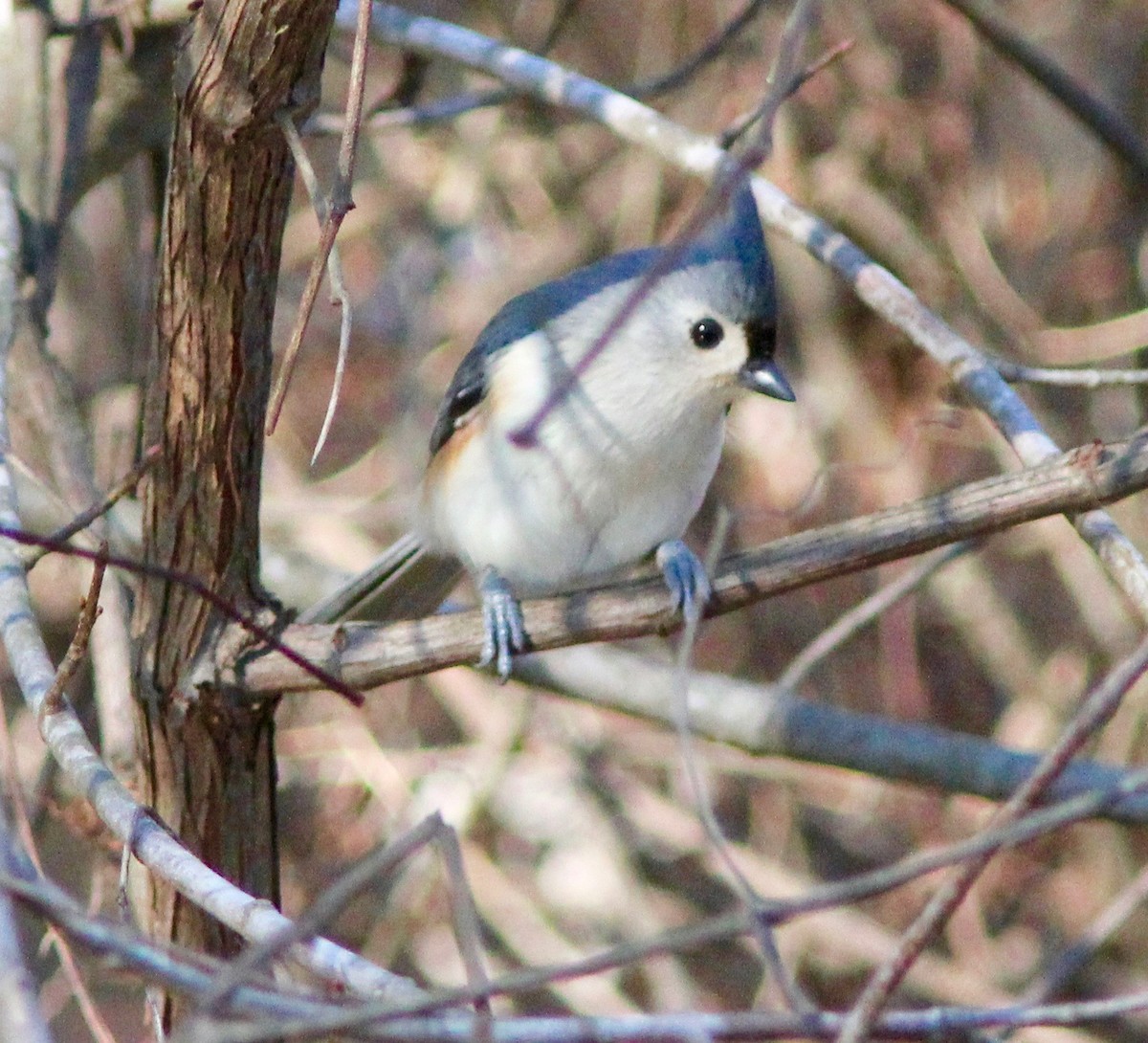 Tufted Titmouse - ML628277175