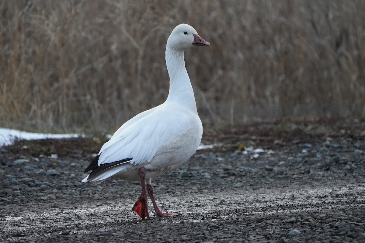 Цасны галуу - ML628277199