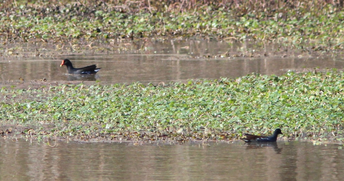 Common Gallinule - ML628277220