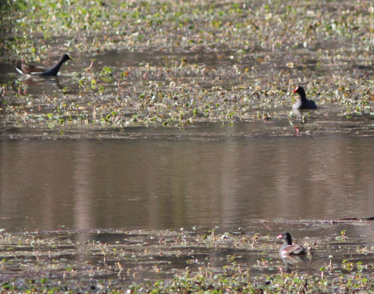 Common Gallinule - ML628277236