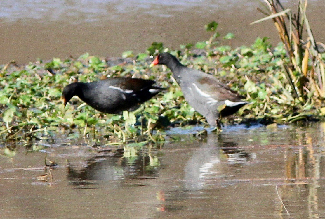 Common Gallinule - ML628277271