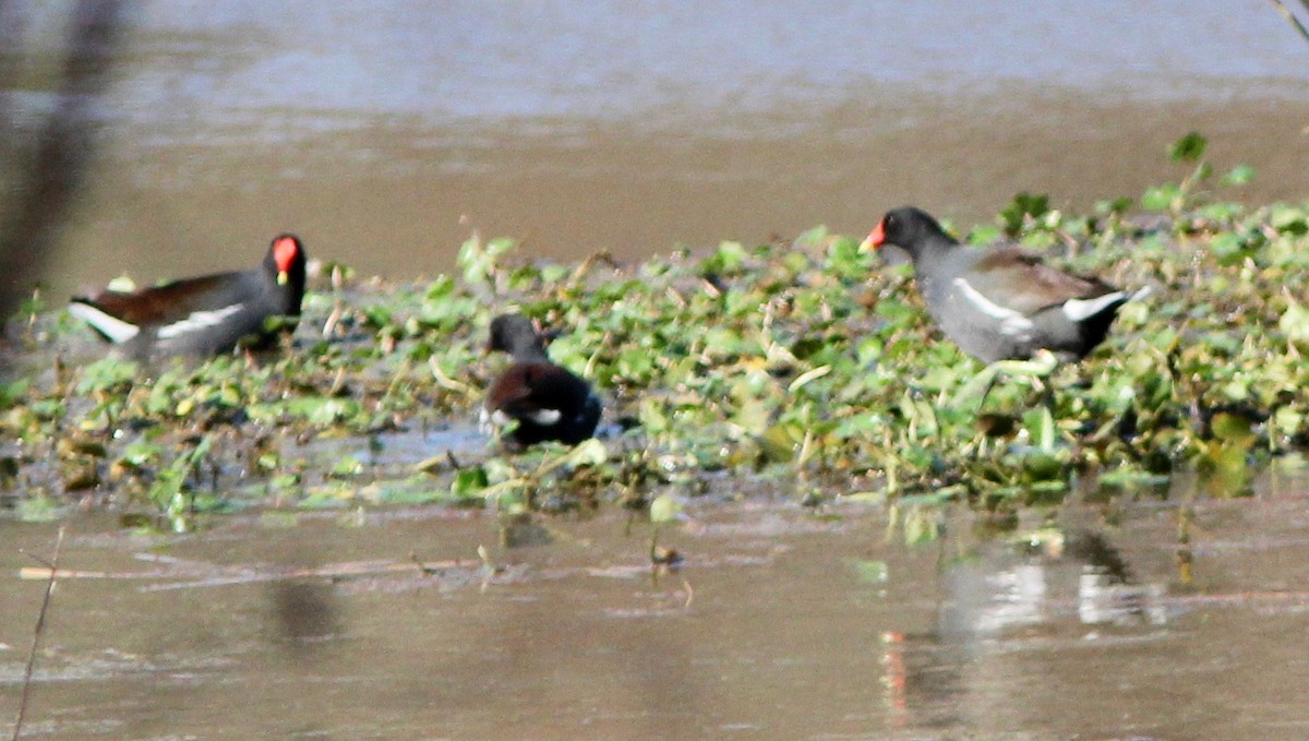 Common Gallinule - ML628277272