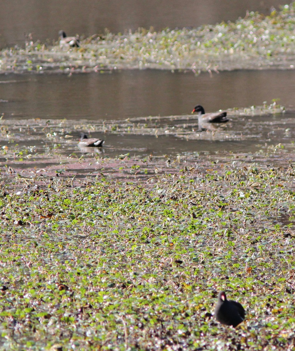 Common Gallinule - ML628277274