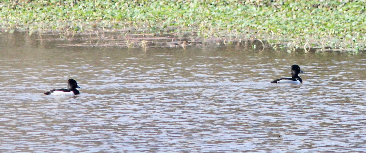 Ring-necked Duck - ML628277311