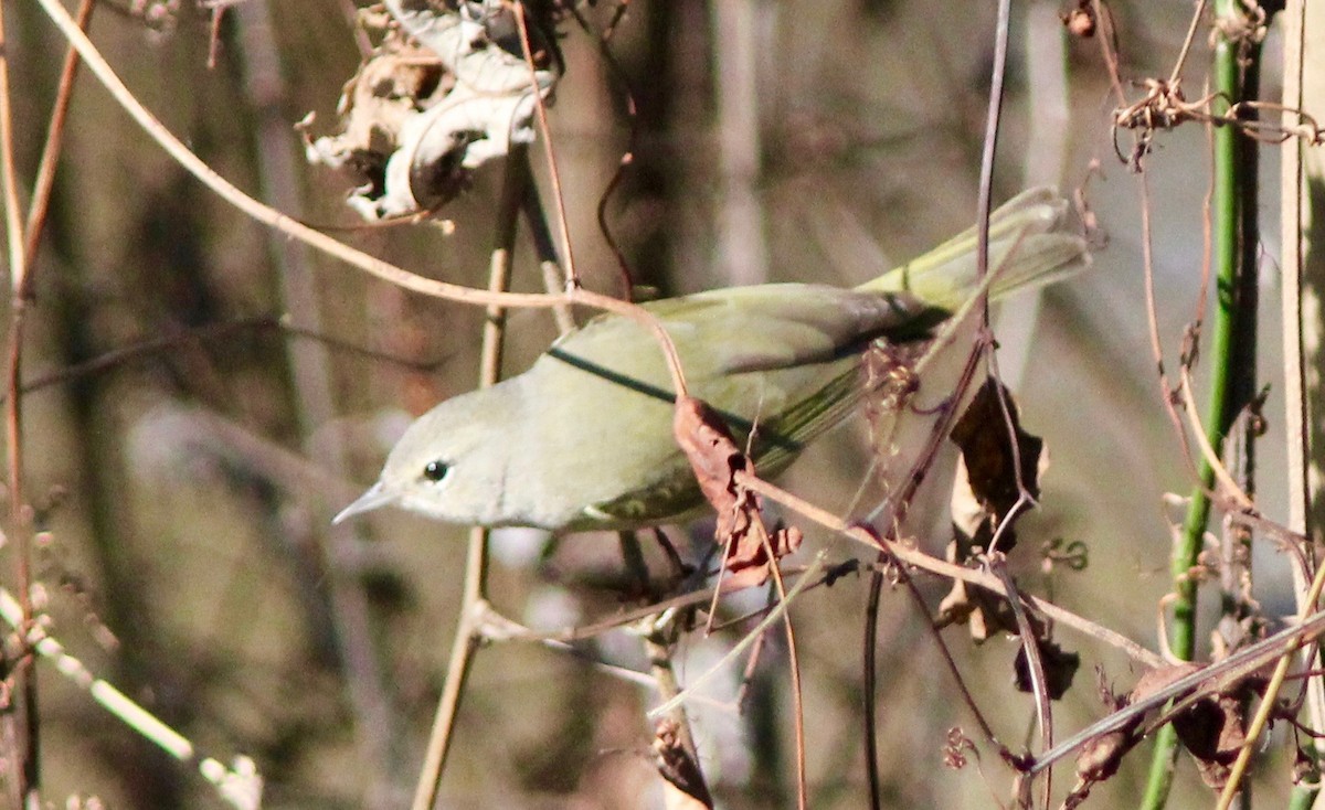 Orange-crowned Warbler - ML628277340