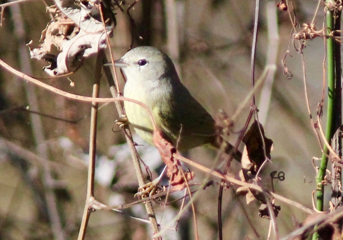 Orange-crowned Warbler - ML628277341