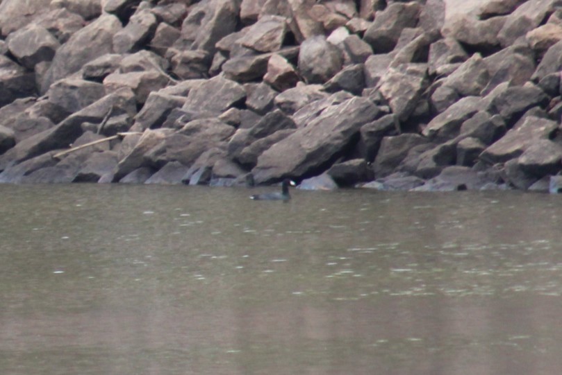 American Coot - ML628277344