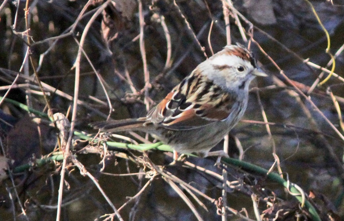 Swamp Sparrow - ML628277372