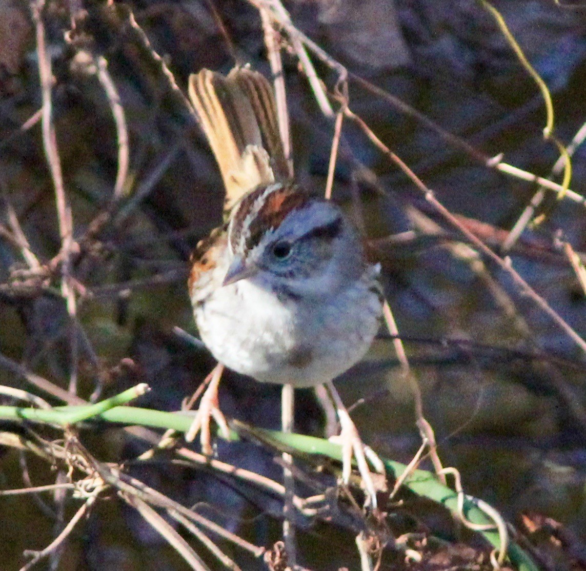Swamp Sparrow - ML628277373