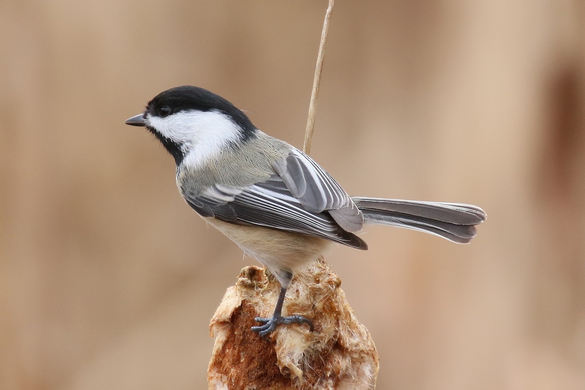 Black-capped Chickadee - ML628277393