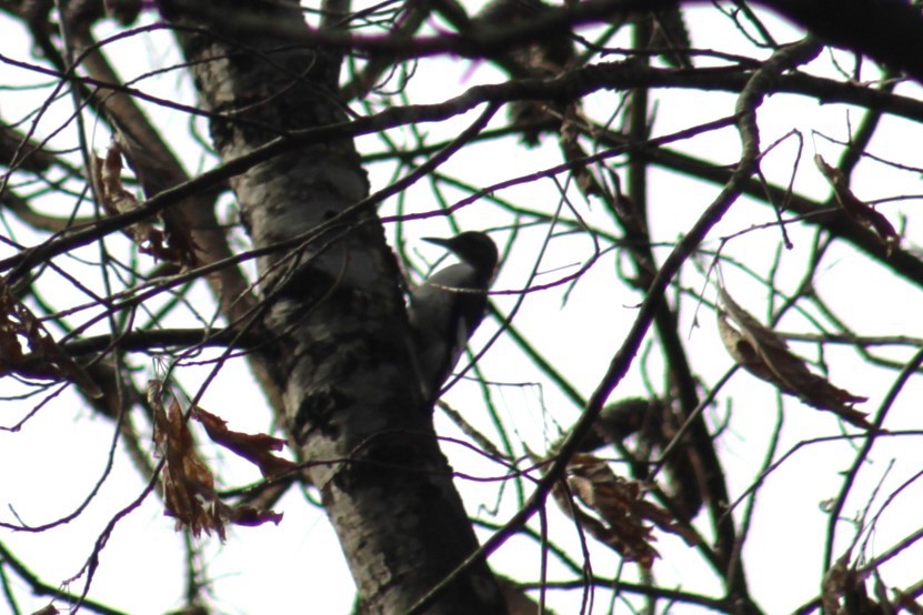 Red-headed Woodpecker - ML628277400