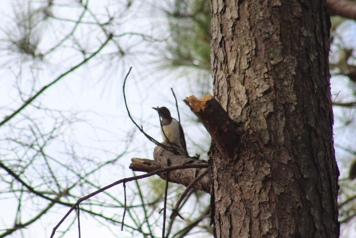 Red-headed Woodpecker - ML628277401