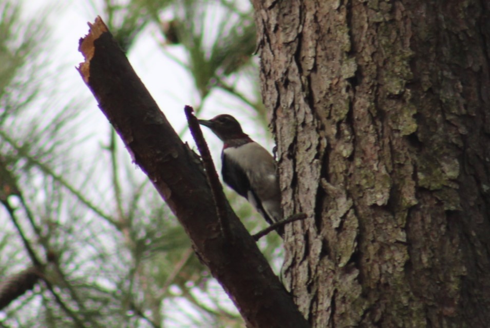 Red-headed Woodpecker - ML628277402