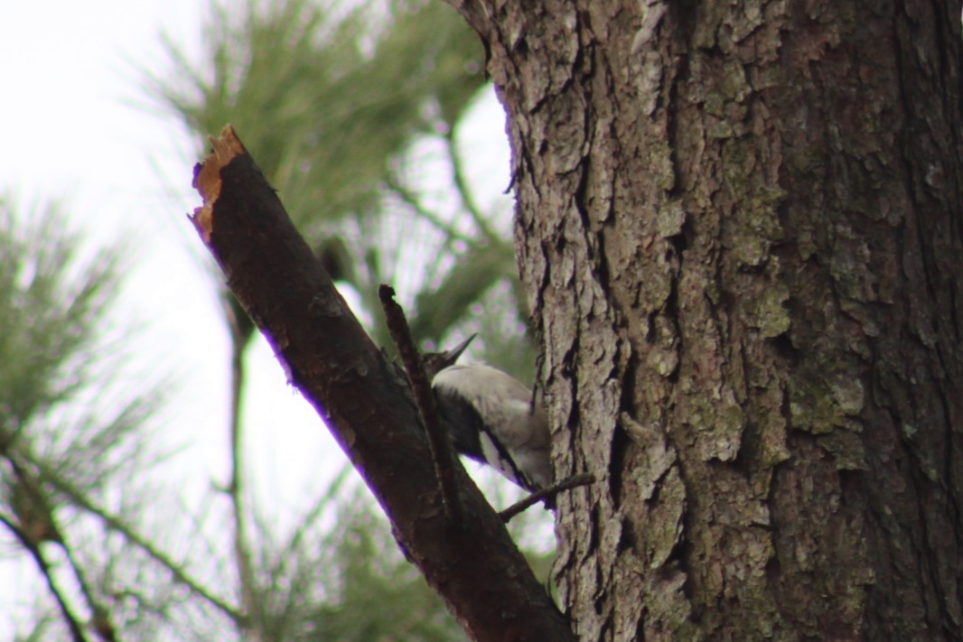 Red-headed Woodpecker - ML628277403