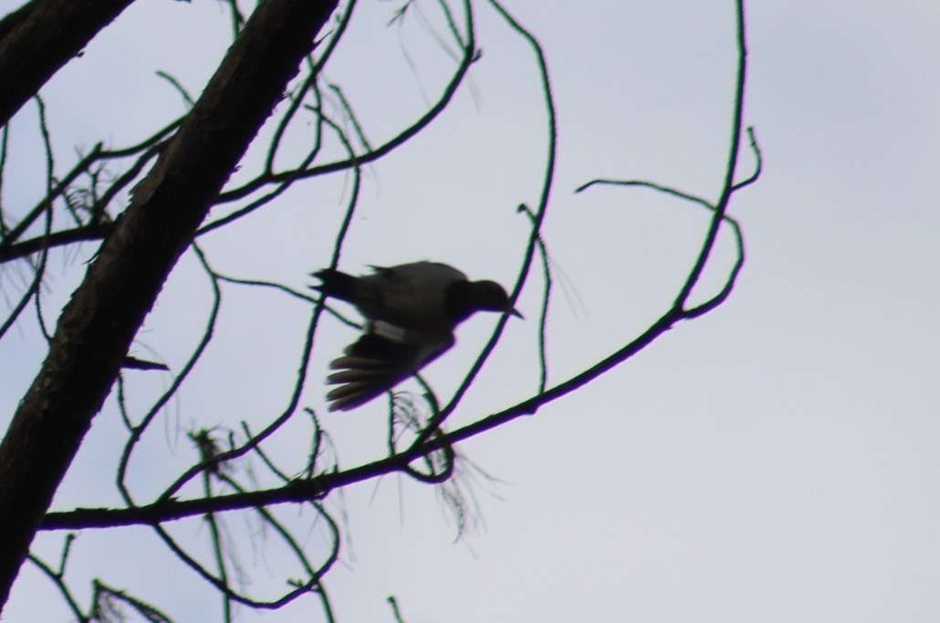 Red-headed Woodpecker - ML628277404
