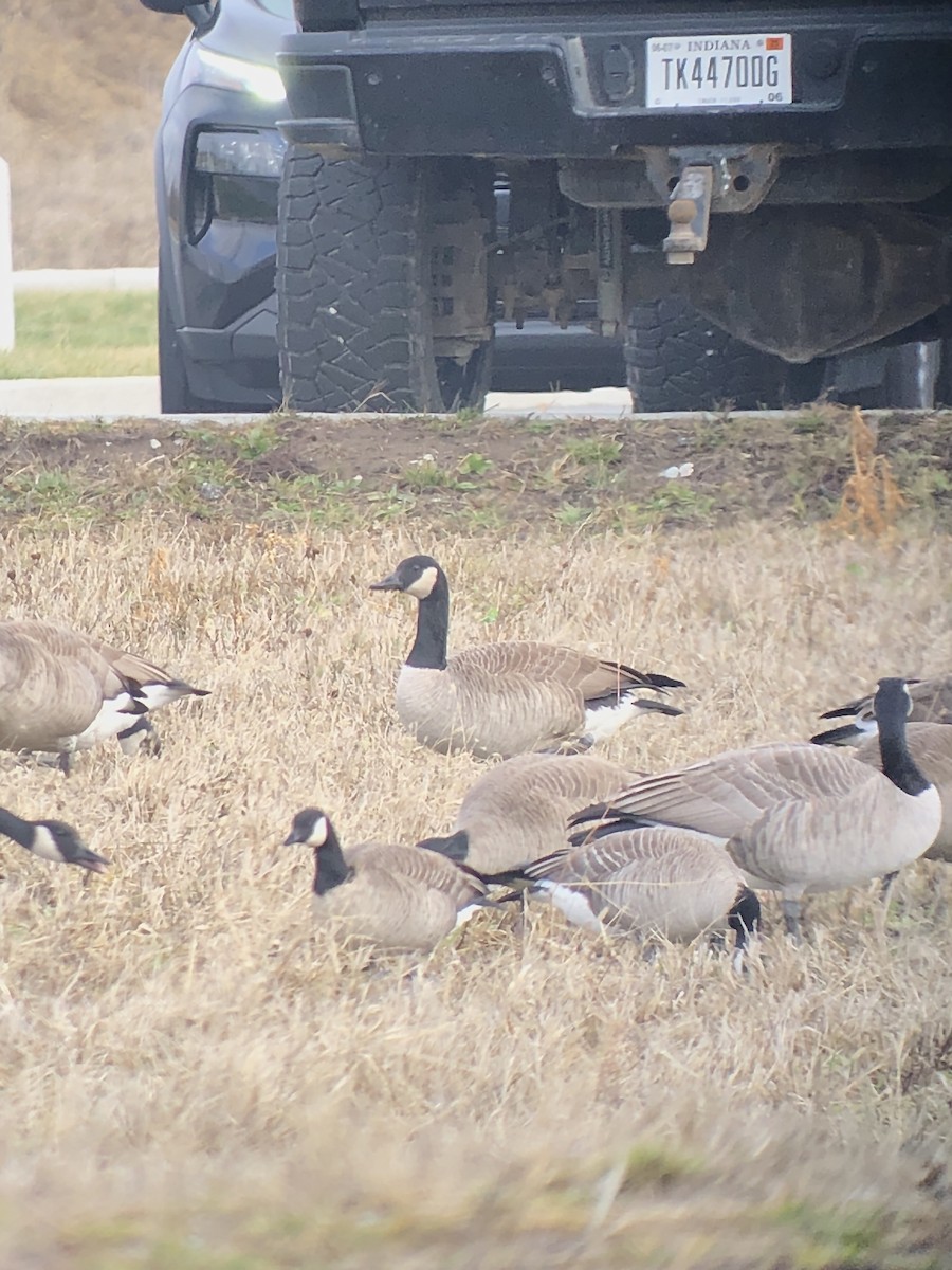 小加拿大雁 - ML628277440