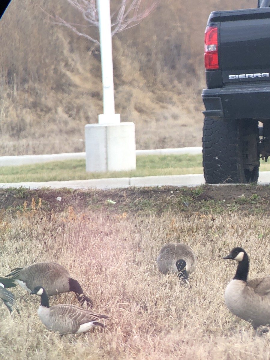 小加拿大雁 - ML628277466