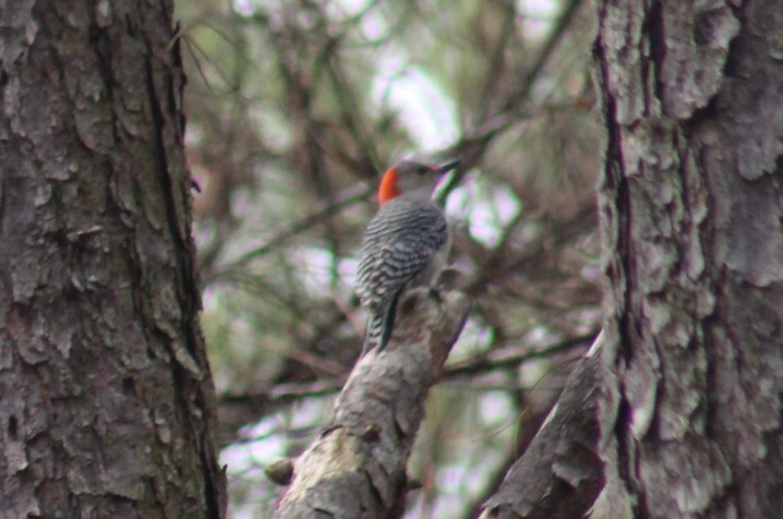 Red-bellied Woodpecker - ML628277502