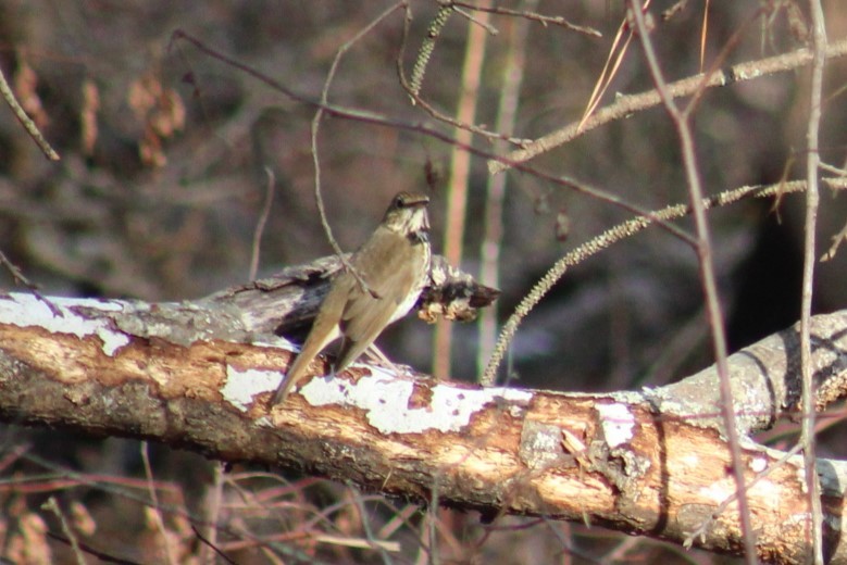 Hermit Thrush - ML628277534