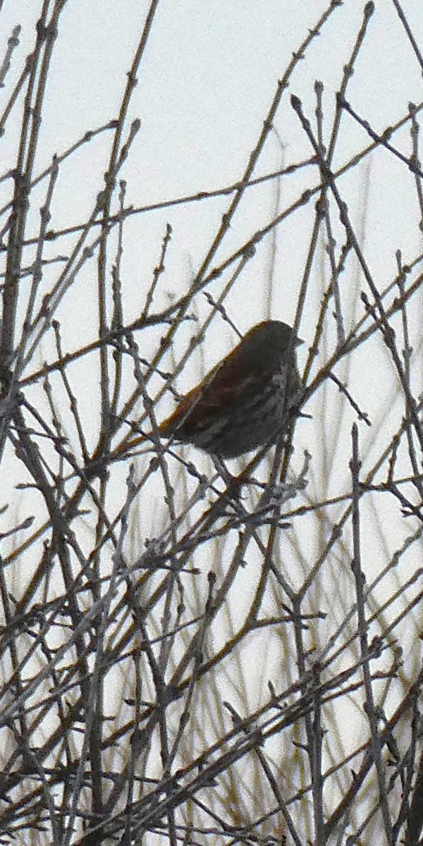 Fox Sparrow - ML628277538