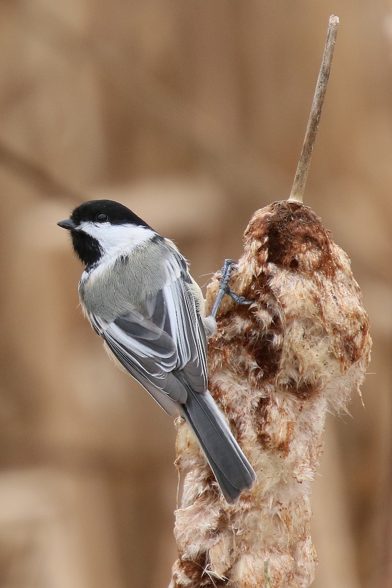 Black-capped Chickadee - ML628277546