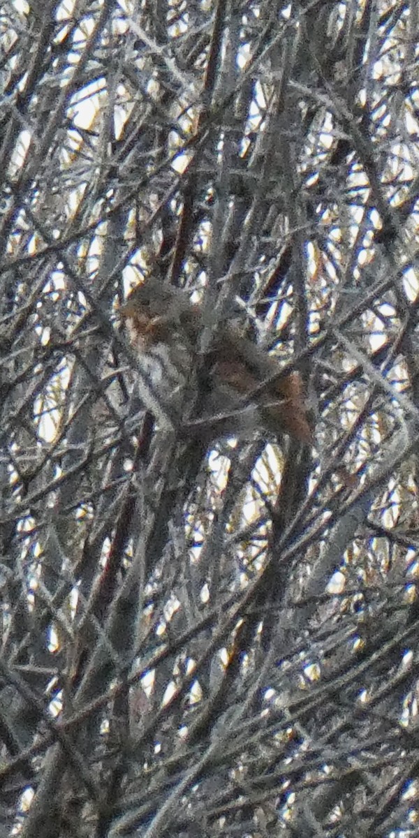 Fox Sparrow - ML628277555