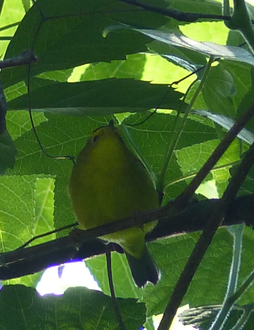 Wilson's Warbler - ML628277572