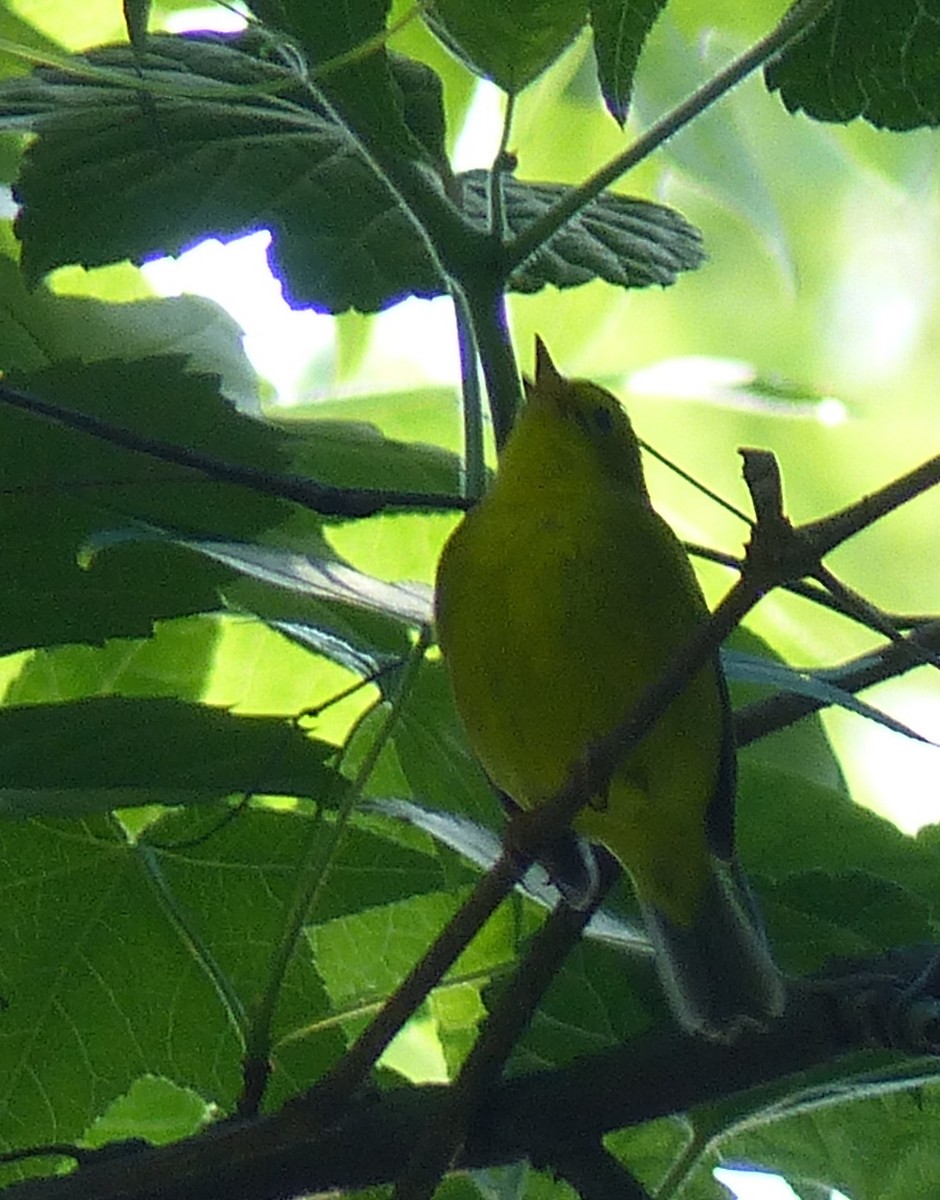 Wilson's Warbler - ML628277573