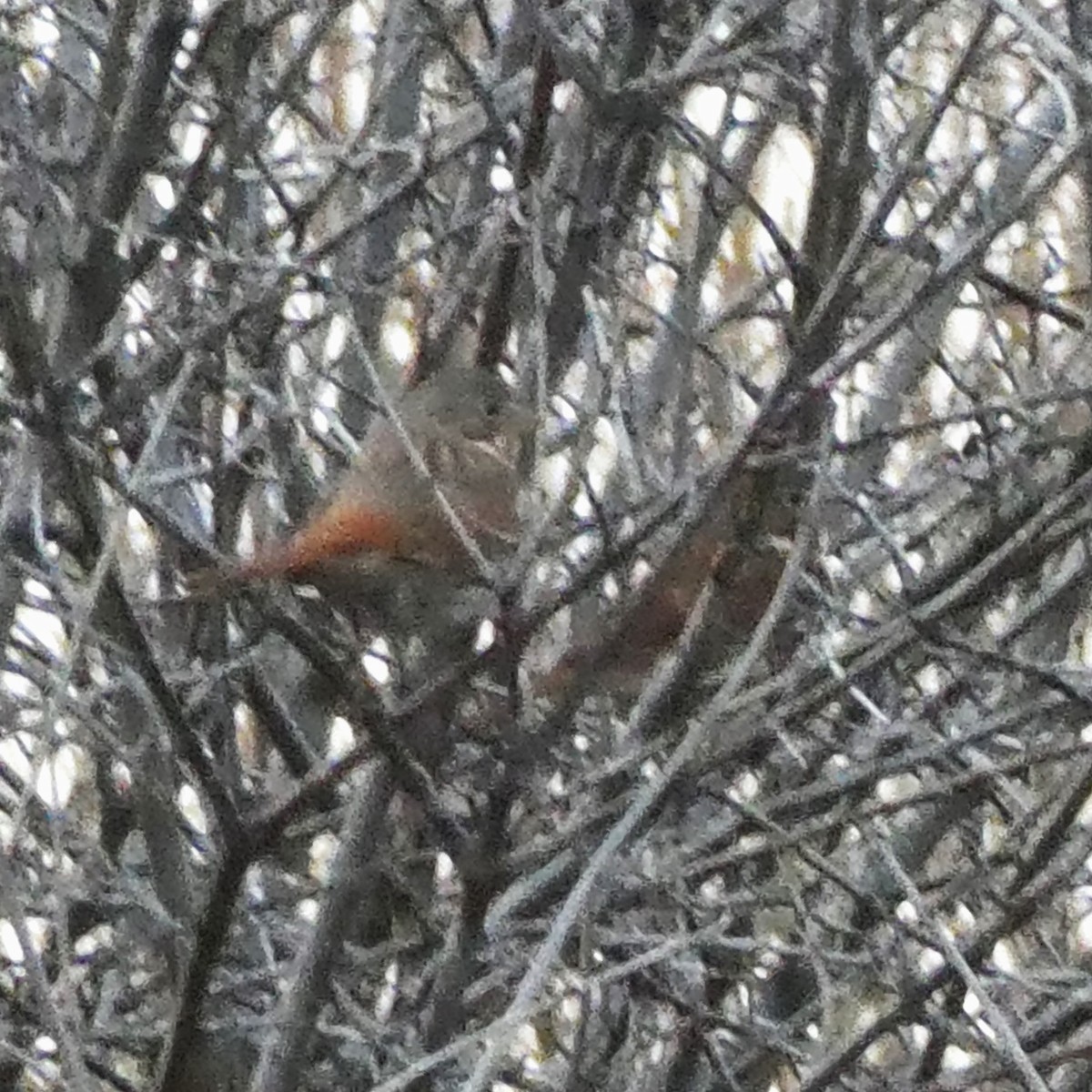 Fox Sparrow - ML628277583