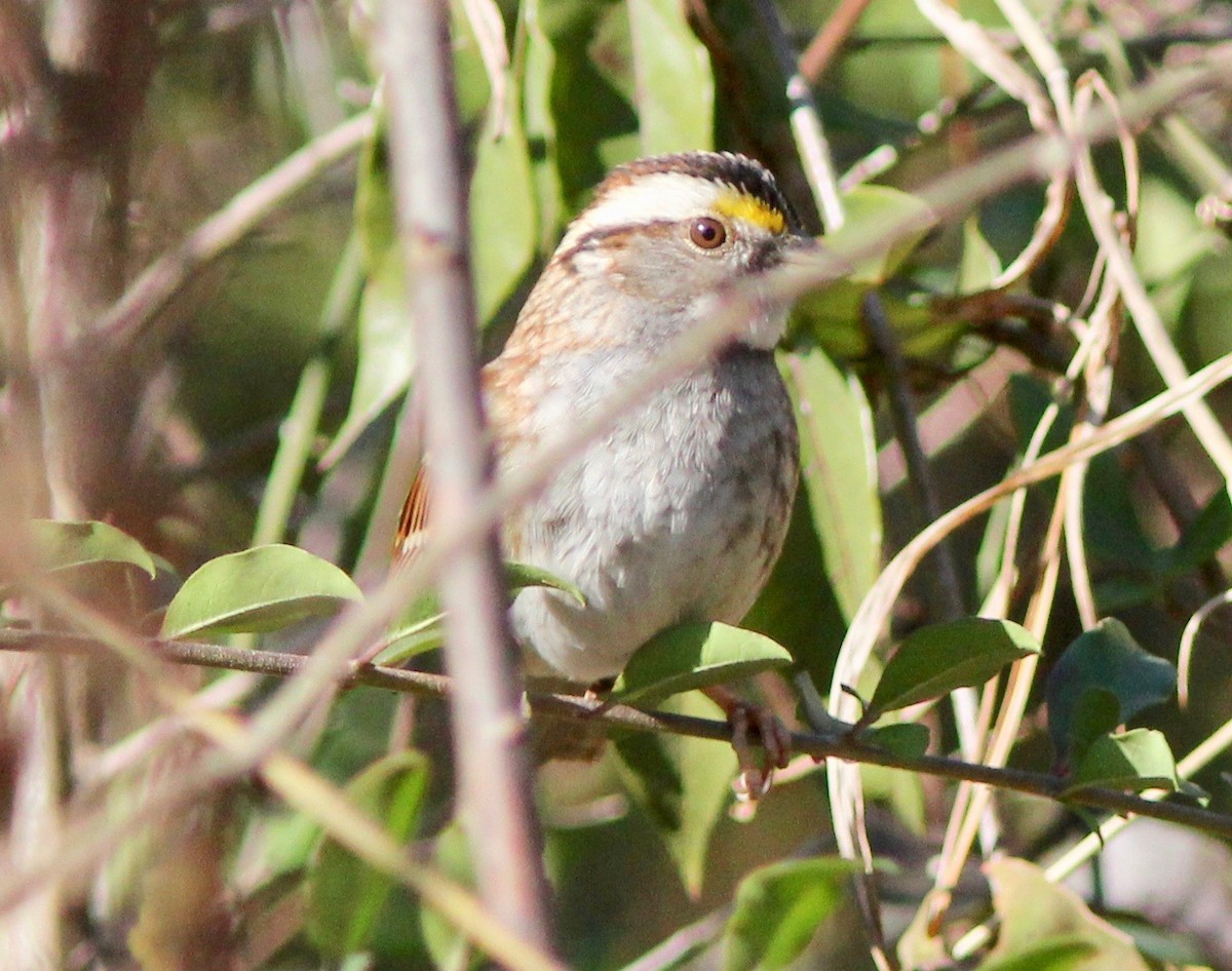 White-throated Sparrow - ML628277611