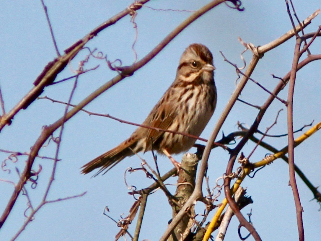 Song Sparrow - ML628277624