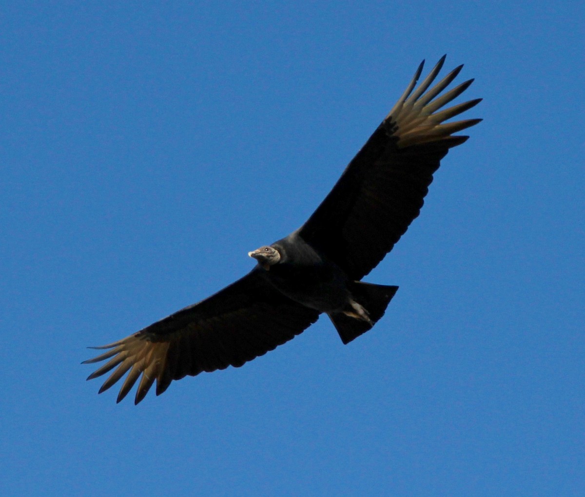 Black Vulture - ML628277632