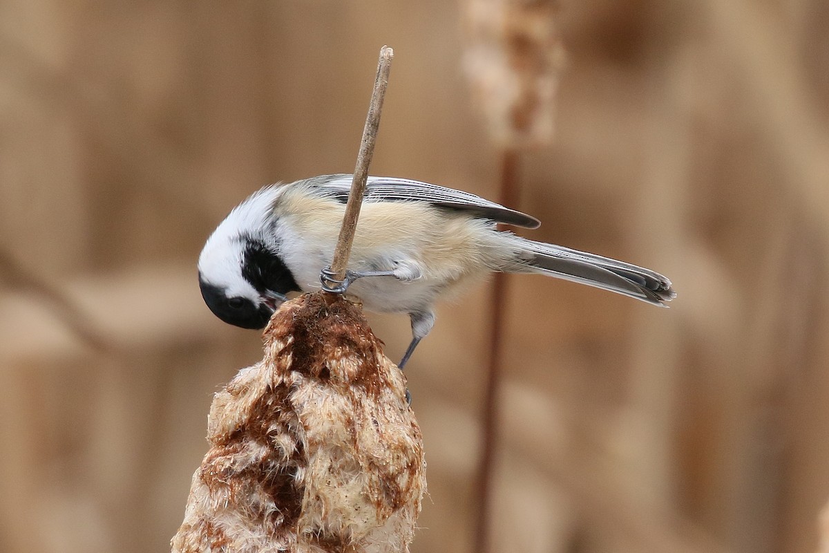 Black-capped Chickadee - ML628277686