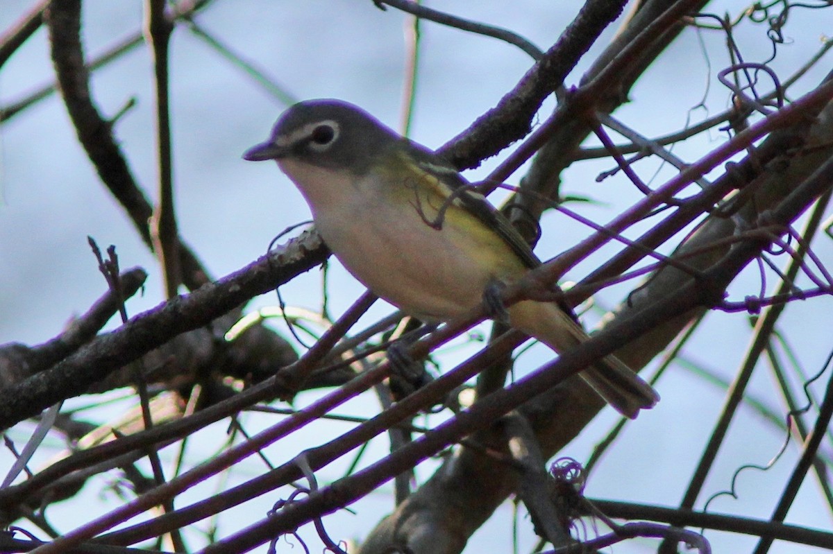 Blue-headed Vireo - ML628277726