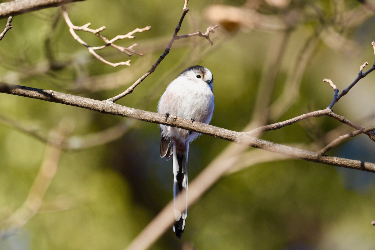 Long-tailed Tit - ML628277729