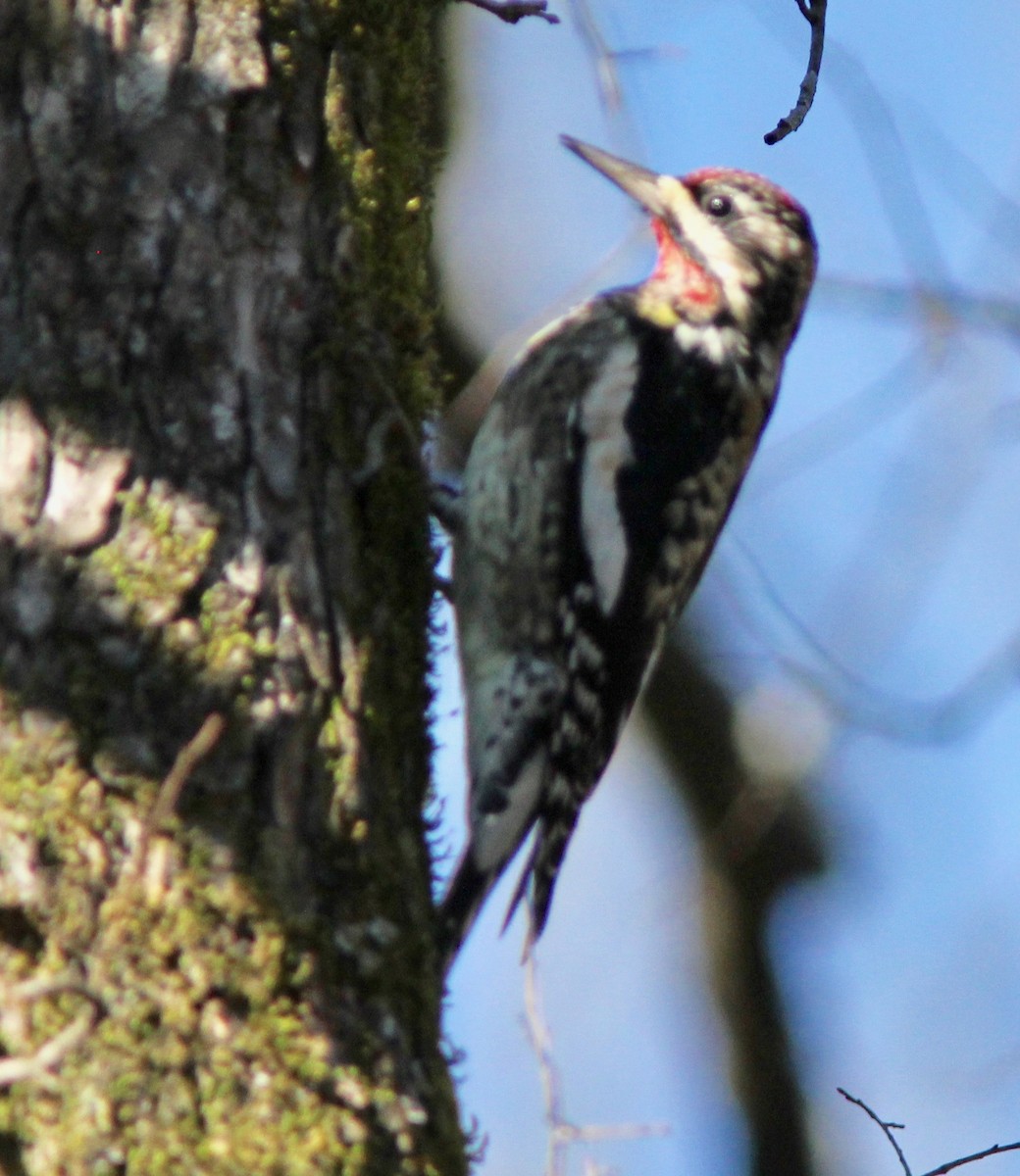 Yellow-bellied Sapsucker - ML628277744