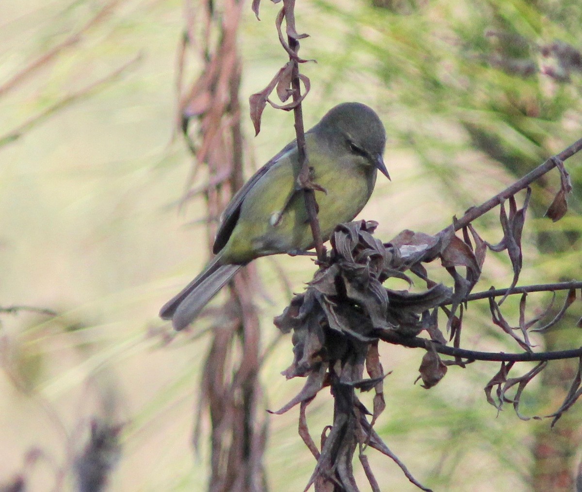 Orange-crowned Warbler - ML628277759