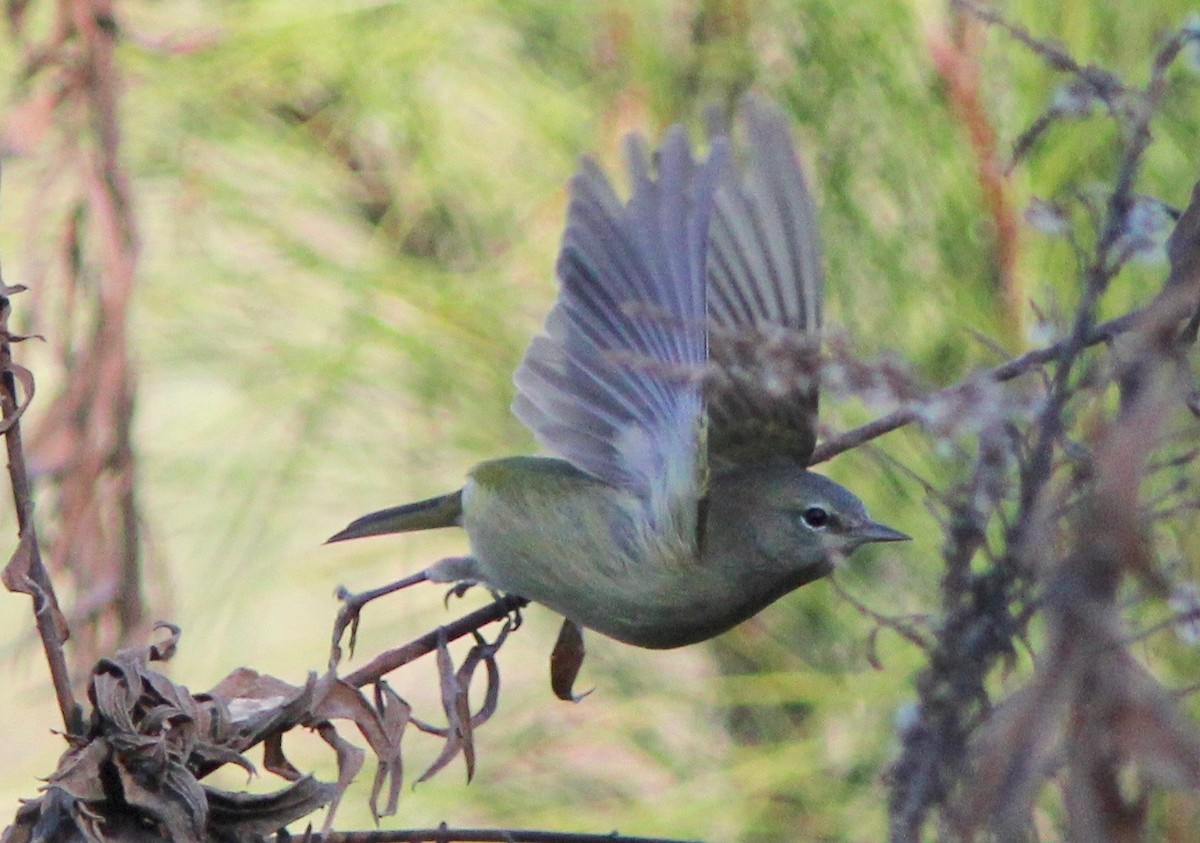 Orange-crowned Warbler - ML628277760