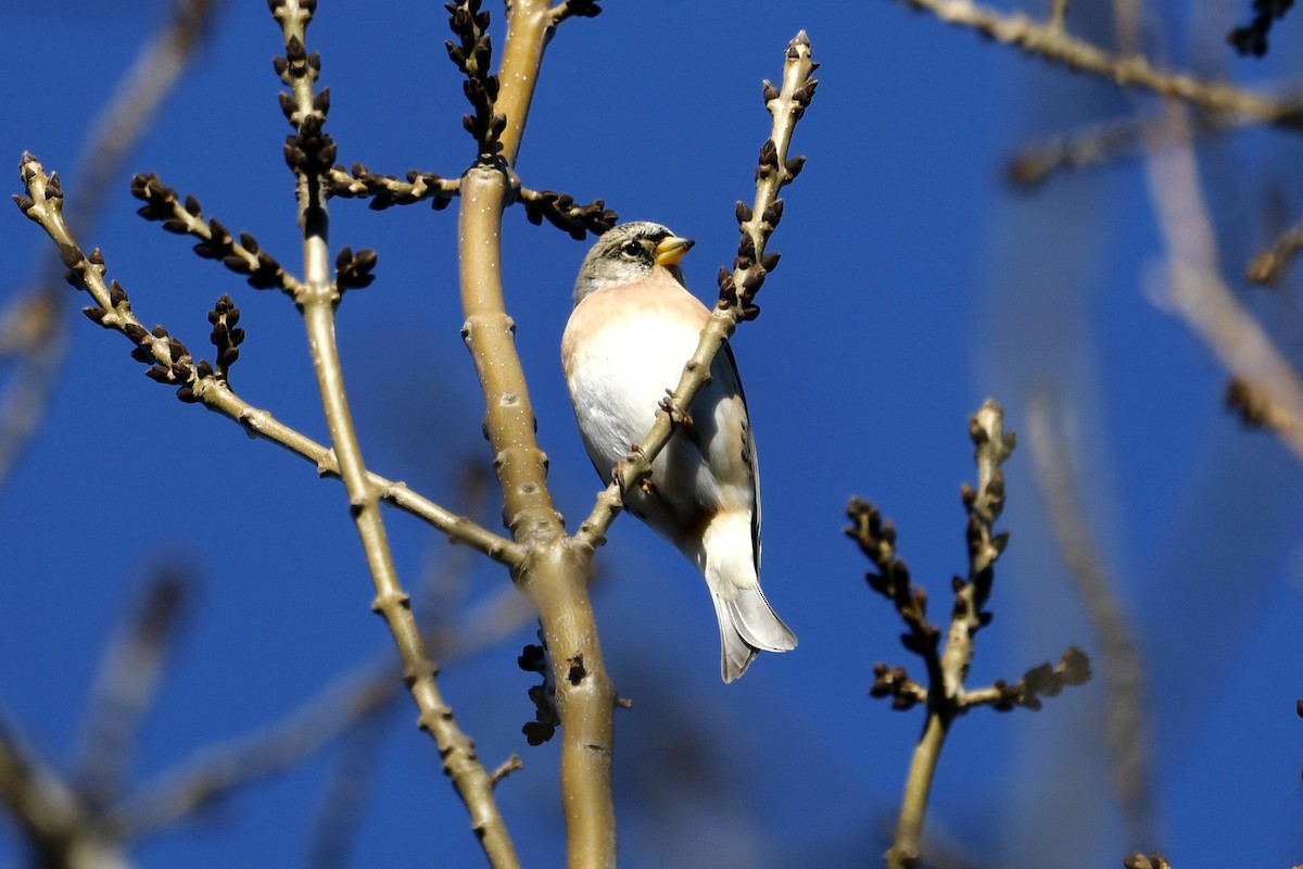 Brambling - ML628277801