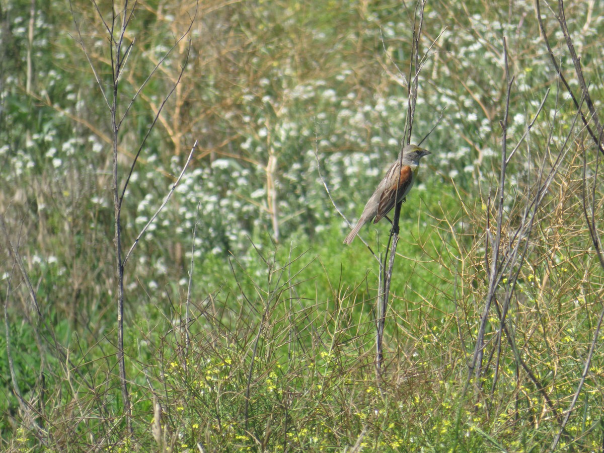 Dickcissel - ML62827781