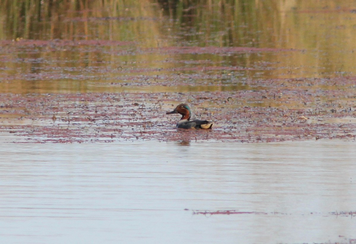 Green-winged Teal - ML628277817