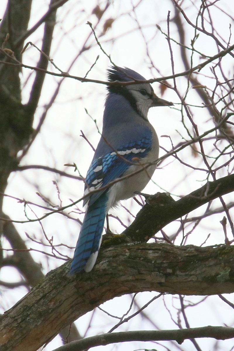 Blue Jay - ML628277866